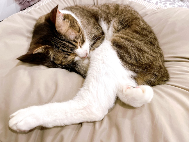 ���䡼��