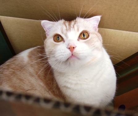 ���ؤء��â�