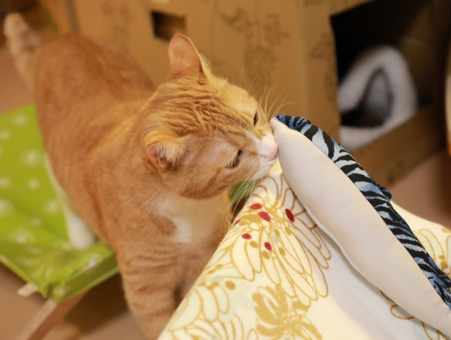 ¤Û¡¼¡£ ¤Û¡¼¡£