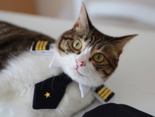 �Ǥ����Ρ�