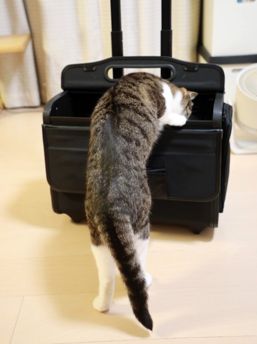 ���٤�����