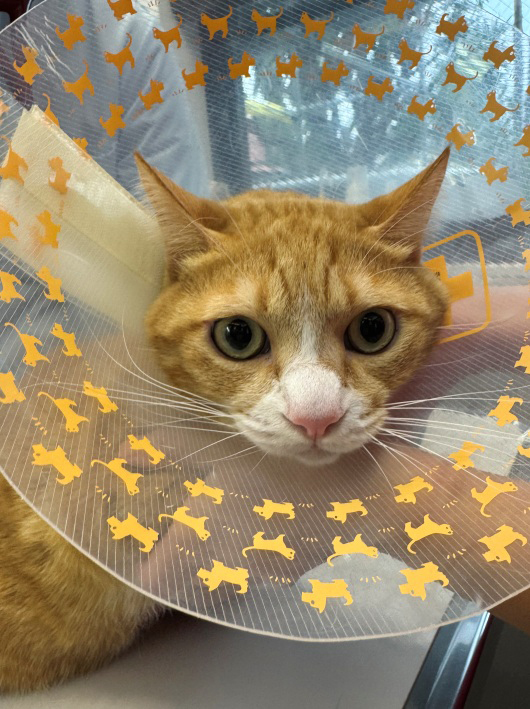 ���������줿��