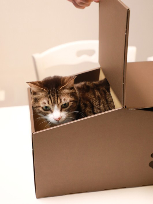 ���ߤΤ�Ρ�