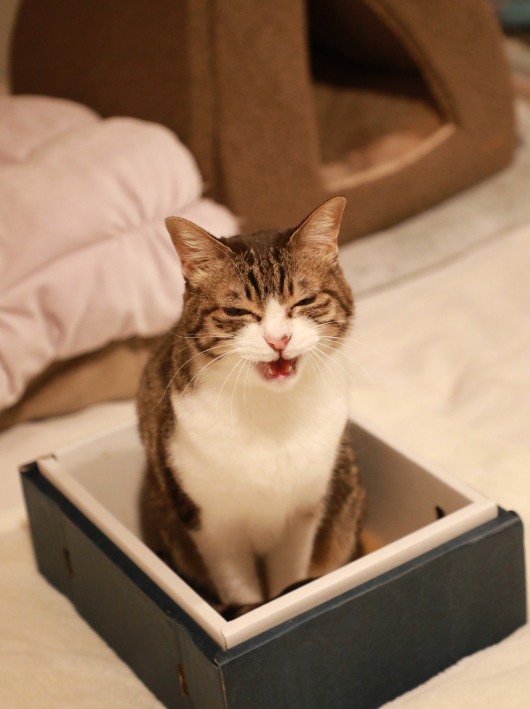 ���ä��Ǣ�