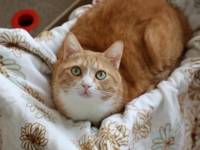 ¤É¤Ã¤Á¤â¹¥¤¡£ ¤É¤Ã¤Á¤â¹¥¤¡£