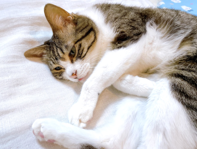 なんでこんなことに…。 なんでこんなことに…。
