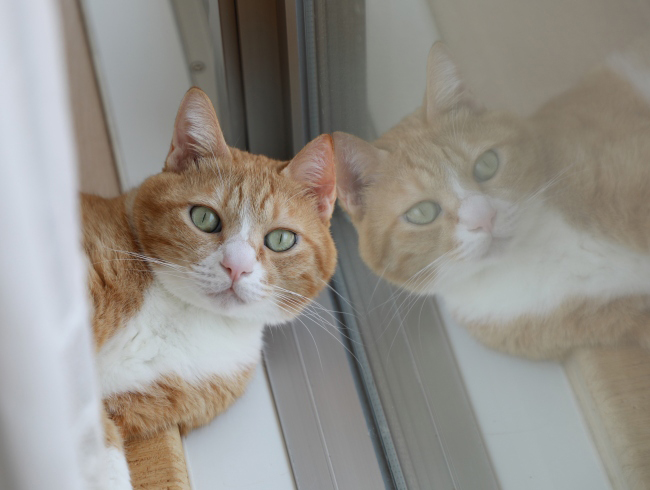 ���������ä���