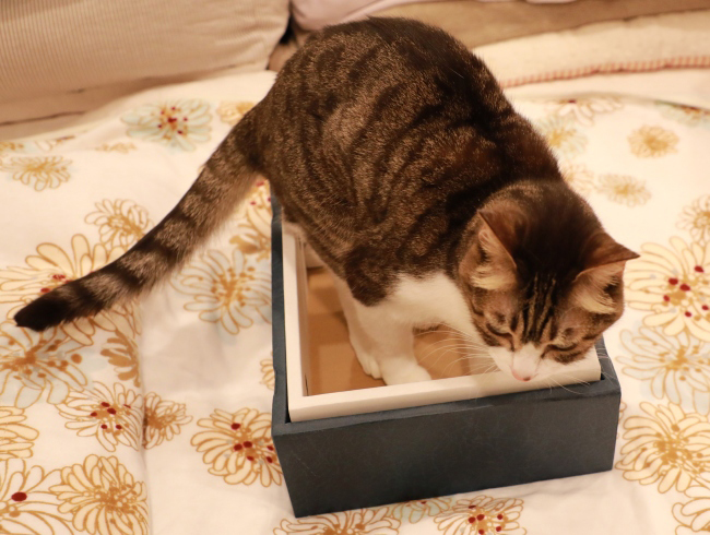 Ȣ����������