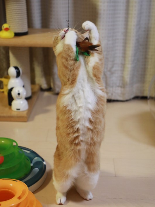 ���Ҥ硼��