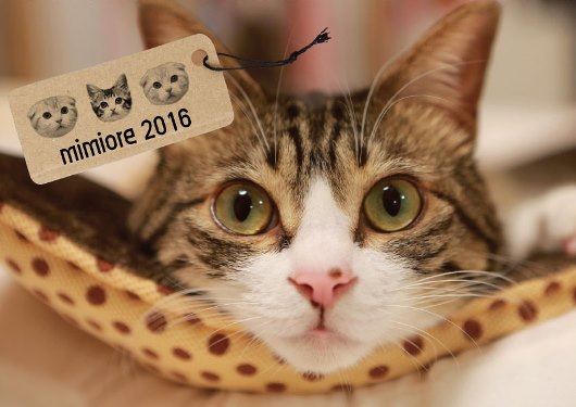 �ߥߥ��졣��������2016