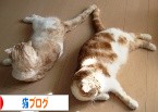 �ˤۤ�֥���¼��ǭ�֥�����