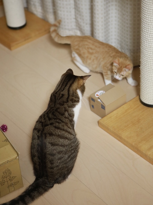 ½Ð¤Æ¤¤¿¡¼¡ª ½Ð¤Æ¤¤¿¡¼¡ª