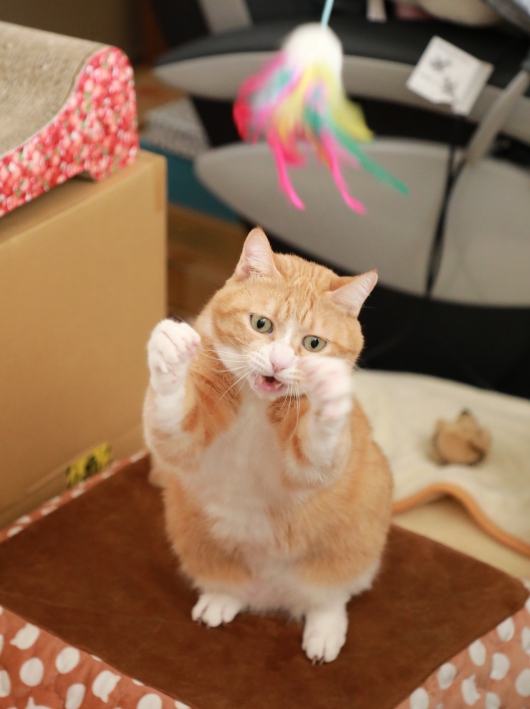 ¤¢¤ì¤Ã¡© ¤¢¤ì¤Ã¡©