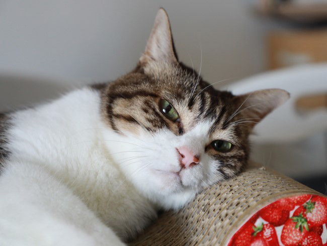 �����ȡ��ǡ�