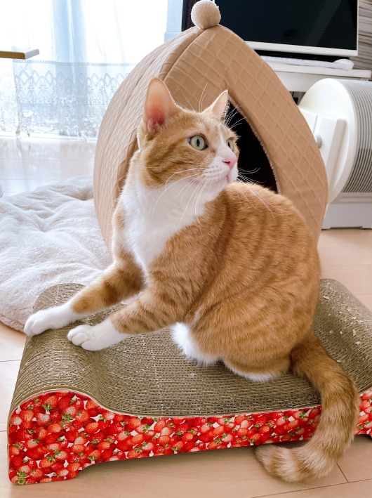 �ڤꤿ����