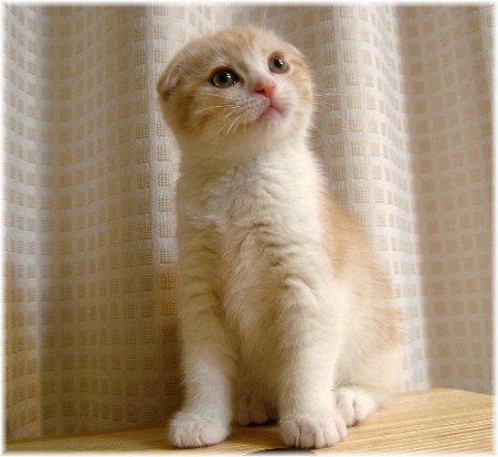 ���˥��५��������