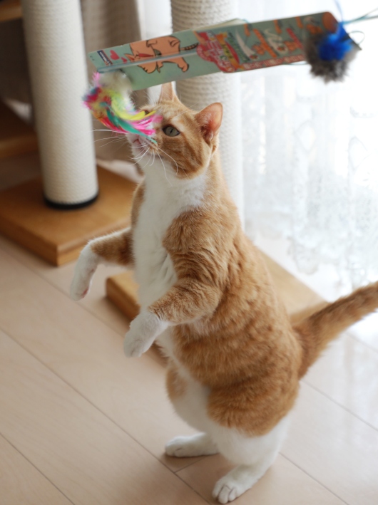 °¹¤µ¤ó¤Î¥Ë¥ª¥¤¡ª °¹¤µ¤ó¤Î¥Ë¥ª¥¤¡ª