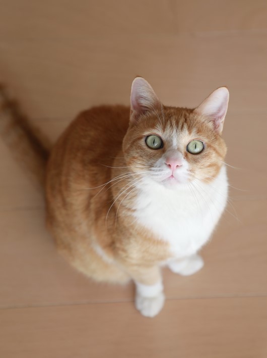 ���ꤤ���ޤ�����