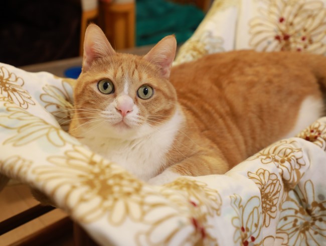 ¤Ê¤¯¤Æ¤â¤¤¤¤¤±¤É¡£ ¤Ê¤¯¤Æ¤â¤¤¤¤¤±¤É¡£