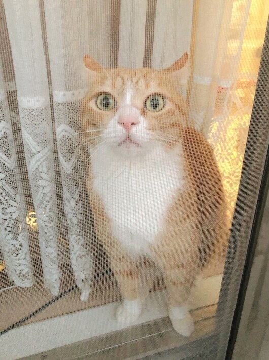 �����Ƥ뤸���