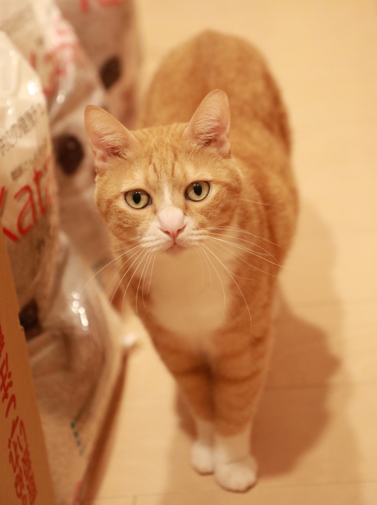 ���Ƥ�����Ǥ��褥��