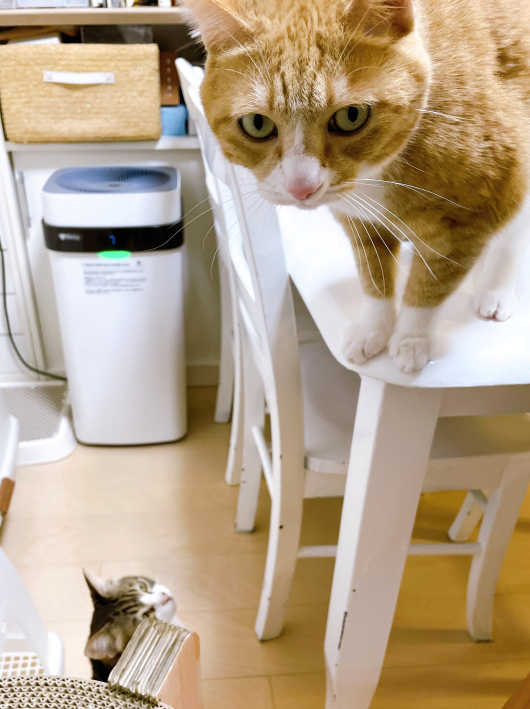 ��������Ƥ�͢�