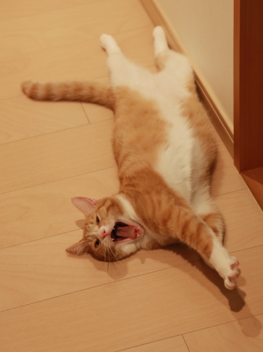 �褯��������