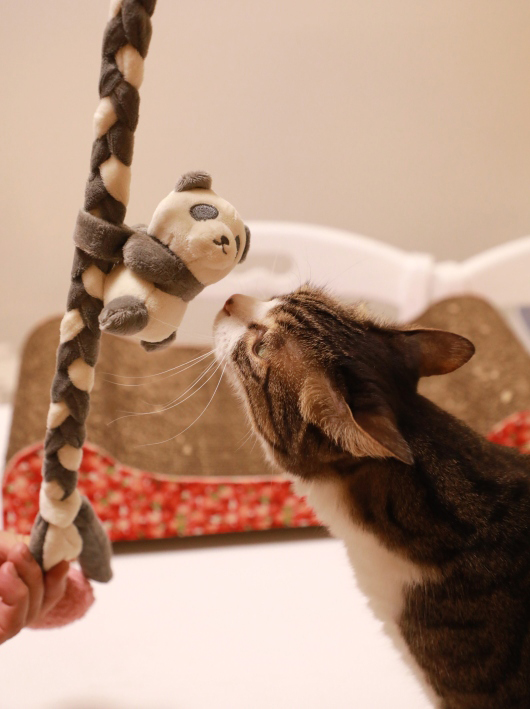 ¥Ñ¥ó¥À¤µ¤ó¡© ¥Ñ¥ó¥À¤µ¤ó¡©