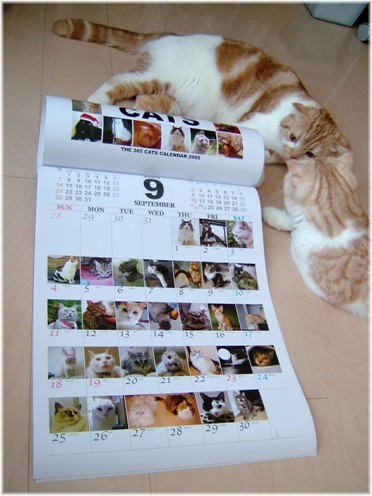 ���������ܡ�����