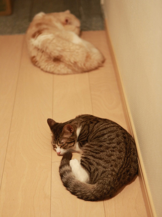 �褯�Ǥ��Ƥ��ޤ���