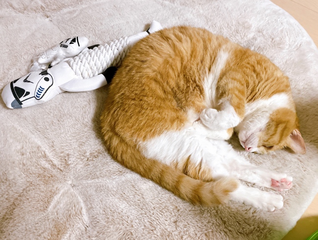 ¤È¤í¡Á¤ó¡£ ¤È¤í¡Á¤ó¡£