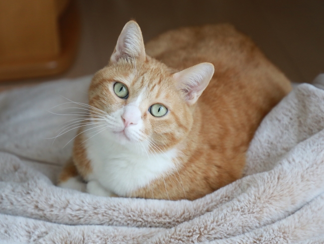 ¤ª¤Ò¤È¤Ä¤É¤¦¤Ç¤·¤ç¤¦¡© ¤ª¤Ò¤È¤Ä¤É¤¦¤Ç¤·¤ç¤¦¡©