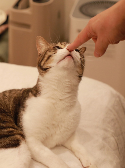 �������꡼��