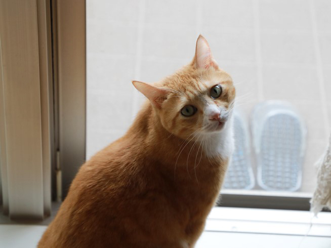 ��������ʤ��Ρ�