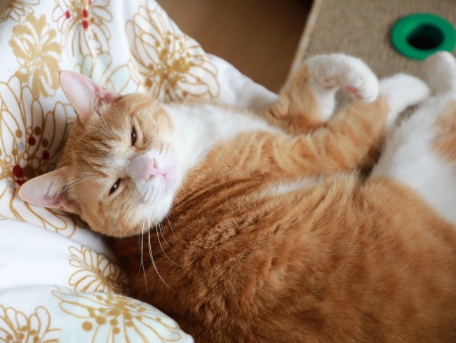 ¤È¤í¡Á¤ó¡£ ¤È¤í¡Á¤ó¡£