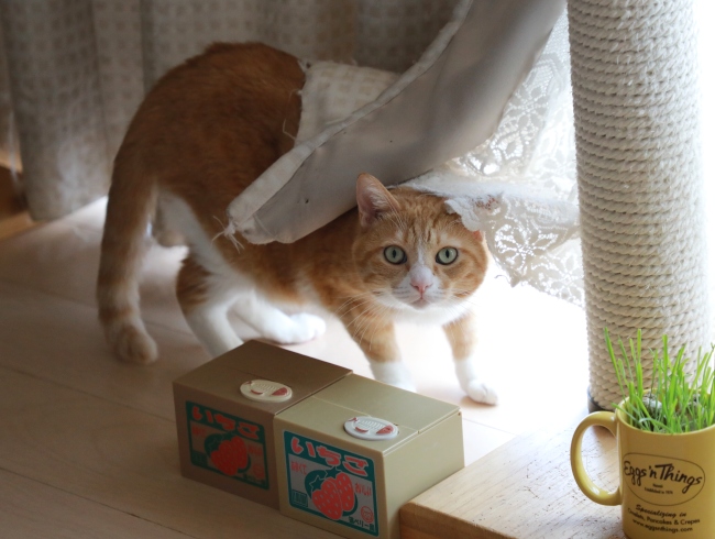 ��������ʤΤˡ�