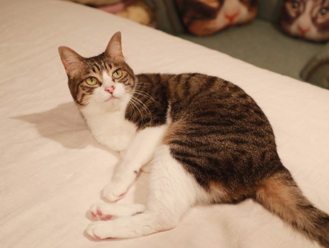 �ʤ�Ȥ����ơ���