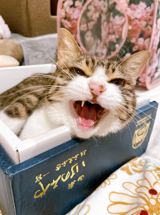 ¥µ¥¤¥ì¥ó¥È¥Ë¥ã¡¼¡£ ¥µ¥¤¥ì¥ó¥È¥Ë¥ã¡¼¡£