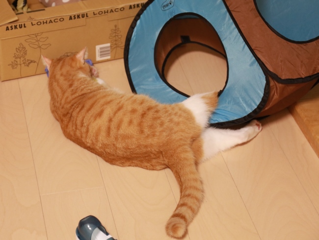 Èëµ»¡¦Â¤Ð¤µ¤ß¡£ Èëµ»¡¦Â¤Ð¤µ¤ß¡£