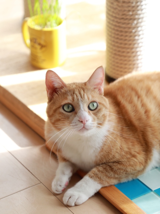 �ޤ��Ȥ����