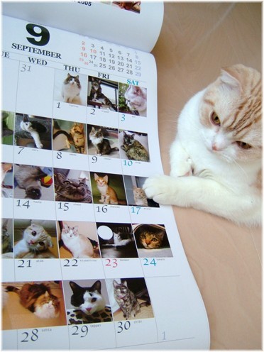 ���������ܡ�����