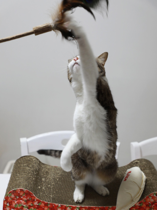 えいっ! えいっ!