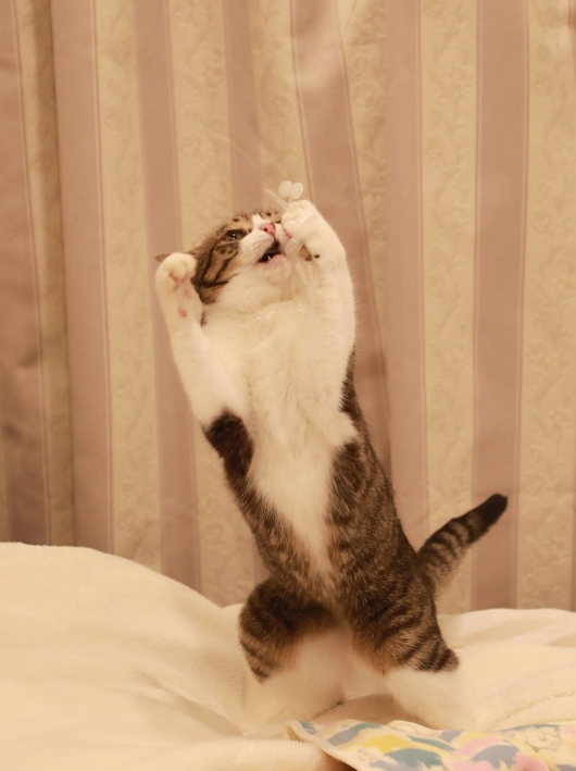 ¤Ä¤«¤Þ¤¨¤ë¡ª ¤Ä¤«¤Þ¤¨¤ë¡ª