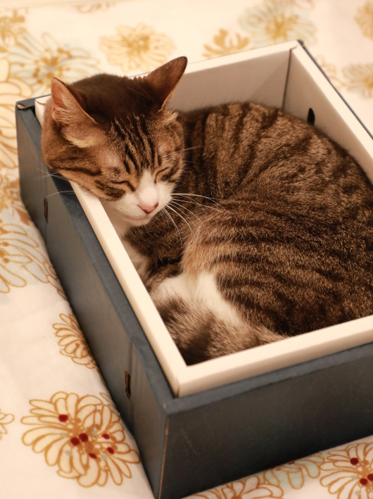 �����������Ρ�