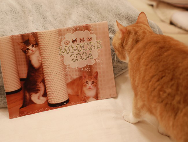 ¥Ü¥¯¤â¡Á¡£ ¥Ü¥¯¤â¡Á¡£