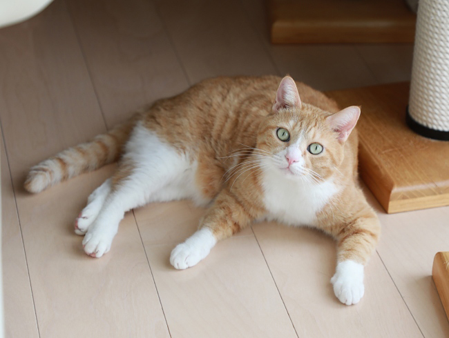 ¤Õ¡¼¡£ ¤Õ¡¼¡£