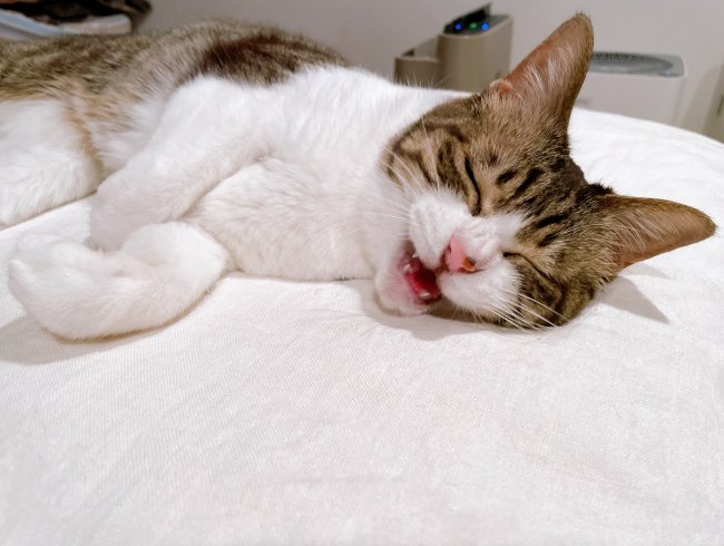 �˥㡼��