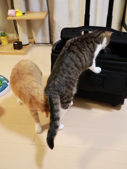 ������󥹡�