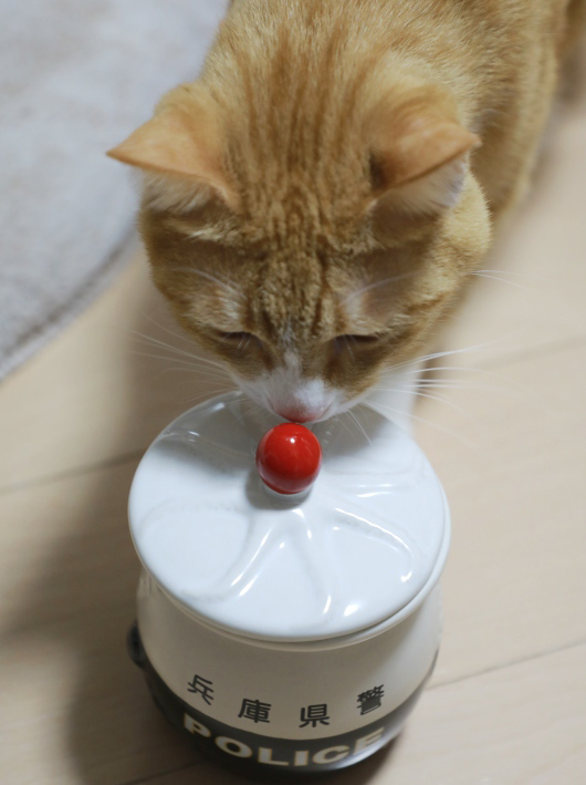 ¥Ü¡¼¥ë¡© ¥Ü¡¼¥ë¡©