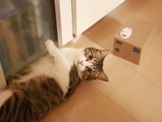 ���ä���˺��Ƥ���